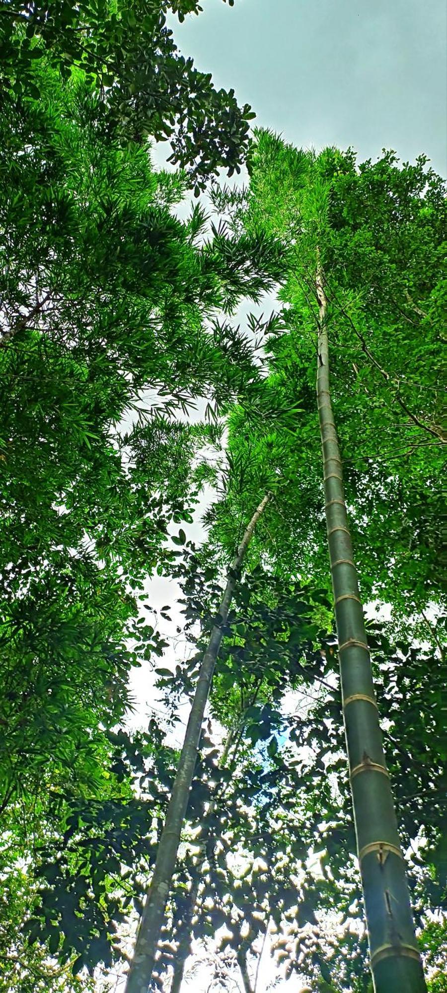 Hotel Ecologico Makalombia La Macarena Екстериор снимка